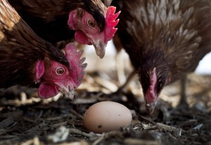 gallinas observan huevo